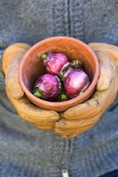 Hyacinth bulbs just starting to sprout being carried in terracotta plant pot by gardener in leather gloves