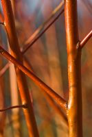 Salix 'Yelverton' stems in winter