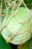 Cucumis melo 'Sweetheart' - Melon growing in a net support