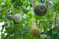 Cucumis melo - Melons with net supports growing in a Melon House