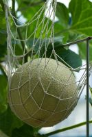 Cucumis melo 'Angel' - Melon growing in a net support