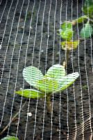 Plastic netting protecting young brassica plants