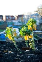 Brassica - Brussels Sprouts growing in allotment in winter