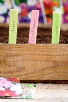 Plant labels in edge of seed tray to identify recently sown flower seeds.