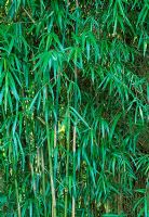Yushania maculata 