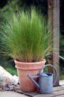 Stipa tennuissima in a clay pot with a watering can