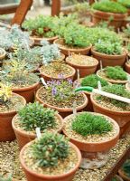Alpines being watered in alpine house 