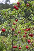 Apple tree 'Discovery' at RHS Rosemoor