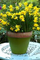 Narcissus 'Tete a Tete' in ceramic coated terracotta pot on tabletop
