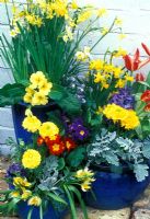 Spring pots on patio - Narcissus 'Tete a Tete', Hawera, Canaliculatus, Tulipa 'Tarda', Tulipa 'Pinocchio', Ranunculus, Cineraria 'Silver Dust, Primula and Hyacinthus