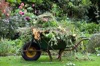 Late summer tidy up in the garden.  Wheelbarrow full of spent flowers and foliage