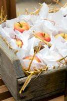 Apples packed in paper and wooden boxes for storage 