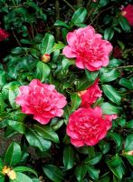 Camellia x williamsii 'Anticipation'