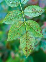Phragmidium - Rose rust symptoms on underside on leaf