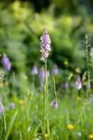 Wild orchid - Bridget McCrum's garden at Hamblyn's Coombe, Devon