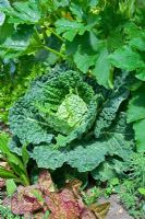 Brassica oleracea bullata 'Manon' - Savoy cabbage in vegetable garden