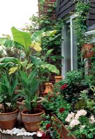 Musa Basjoo - Banana plants in pots on roof terrace of house - 28A Braces Lane, Bromsgrove, Worcestershire