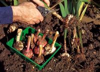 Storing Gladiolus corms in trays - Cutting off foliage