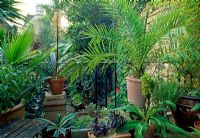 Balcony of potted plants including Aeonium and Washingtonia robusta - 5 Newton, Bradford-on-Avon
