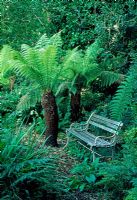 Seat in woodland area with Dicksonia antartica tree fern - Tipton Lodge, Devon, UK