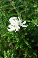 Westringia fruticosa - Australian Rosemary AGM