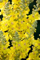 Verbascum thapsus - Great or Common Mullein