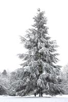 Fir tree covered with snow in snowy landscape