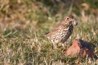 Turdus philomelos - Song Thrush standing near brick anvil with snail