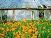 Eschscholtzia californica - Californian Poppy growing in front of greenhouse
