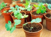 Individual Aquilegia seedling potted up