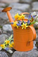 Narcissus 'Tete-A-Tete' with white and blue Muscari in child's watering can