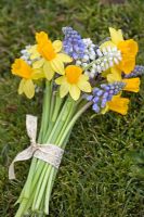 Bunch of Narcissus 'Tete a Tete' with white and blue Muscari 