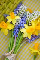 Bunch of Narcissus 'Tete-A-Tete' with white and blue Muscari