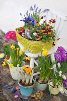 Spring flowers growing in pots on and beside old wooden child's chair - Narcissus 'Tete-A-Tete', white and blue Muscari, Primula, Iris reticulata, Violas and Crocus 

 