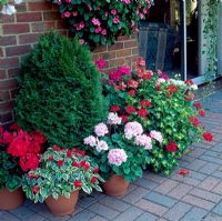 Summer bedding display of Impatiens, Pelargoniums and conifer 