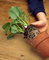 Potting up Dahli 'Ezau' - Knocking plant out of pot