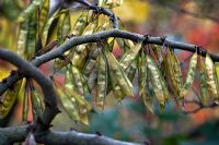 Cercis canadensis seed pods