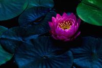 Nymphaea - Perry's Fire Opal water lily
