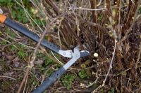 Pruning a blackcurrant bush - Cutting out last year's old growth compeletely with loppers