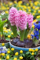 Hyacinthus and Iris reticulata in container surrounded by Eranthis cilicica 