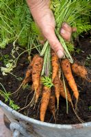 Lifting carrots from an old latrine bucket container