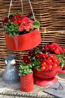 Viola 'Penny Red Blotch' and Primrose 'Delia Red' in rycled tin cans and a biscuit tin used as a hanging basket