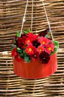 Viola 'Penny Red Blotch' and Primrose 'Delia Red' in a recycled painted biscuit tin made into a hanging basket