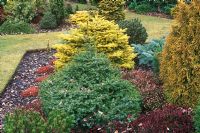 Picea omorika 'Nana', Dwarf Serbian Spruce with Abies nordmanniana 'Golden Spreader' and other conifers in border in March