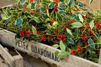 Wooden box with cut stems of variegated Holly - How Hill, Norfolk