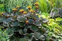 Ligularia dentata 'Britt-Marie Crawford' surrounded by other plants 