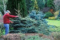 Man pruning reverting shoot from Picea x mariorika 'Machala' with saw