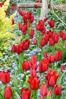 Tulipa 'Red Georgette' underplanted with Myosotis sylvatica - Great Dixter, East Sussex, UK