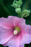 Althaea rosea - Hollyhock 