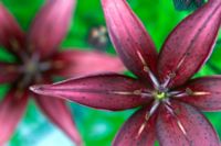 Lilium 'America' - Asiatic lily